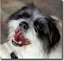Fun pet image