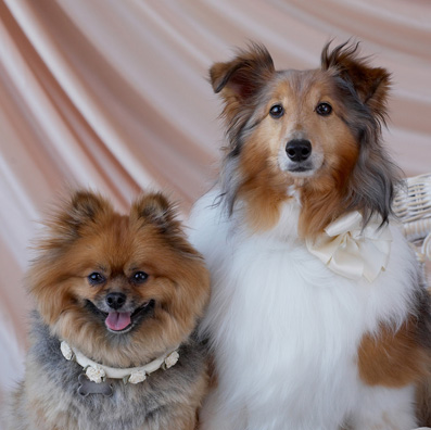 furryface pet portraits opening slideshow