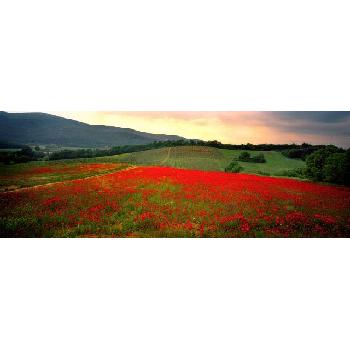 Italy Poppies 16x20" Image